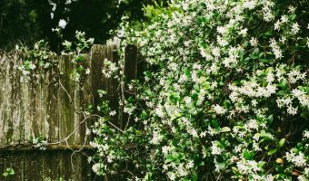 pexels-adrienne-andersen-1174503-2282979