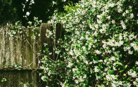 pexels-adrienne-andersen-1174503-2282979